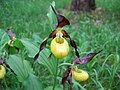 Cypripedium calceolus