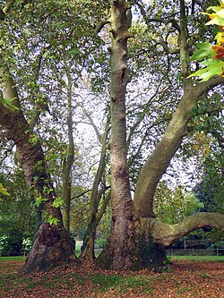 Platanus orientalis