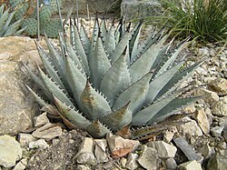 Agave parryi subsp. neomexicana