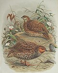 slika 3. Coturnix novaezelandiae
