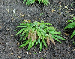 Epimedium wushanense