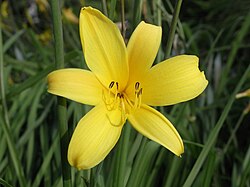 Hemerocallis thunbergii