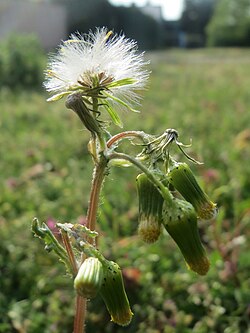Senecio vulgaris