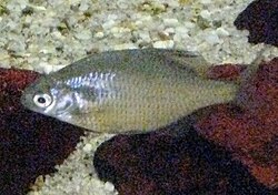 Acheilognathus longipinnis