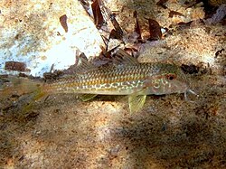 Mullus barbatus barbatus