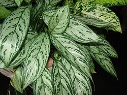 Aglaonema commutatum