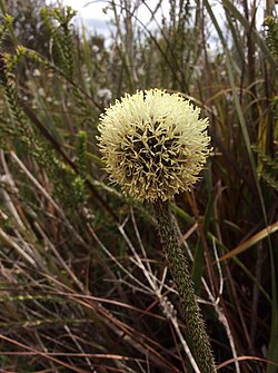 Dasypogon bromelifolius