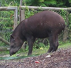 Tapirus terrestris (Brazilski tapir)