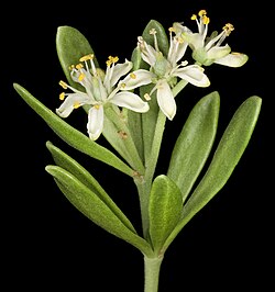Nitraria billardierei