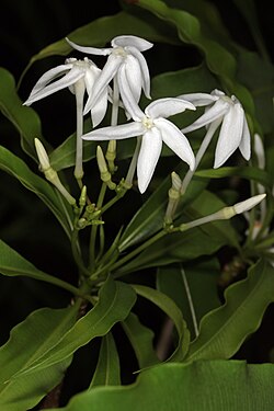 Alstonia venenata