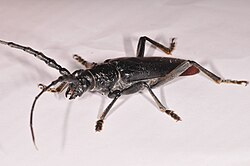 Cerambyx miles, Brseč, Istra