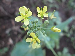 Brassica fruticulosa