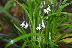 Ophiopogon intermedius