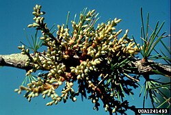 A. campylopodum subsp. laricis