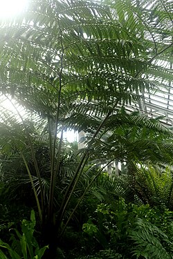 Sphaeropteris robusta, sin. Cyathea robusta.