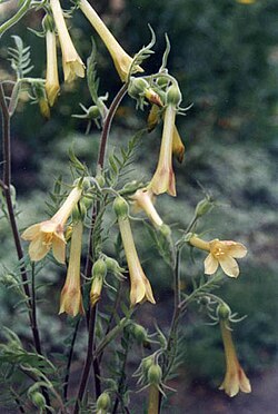 Polemonium pauciflorum