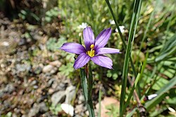 Mačić, S. bermudiana