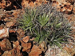Deuterocohnia haumanii