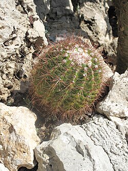 Parodia horstii, sin. Notocactus horstii