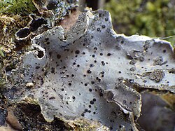 Abrothallus welwitschii