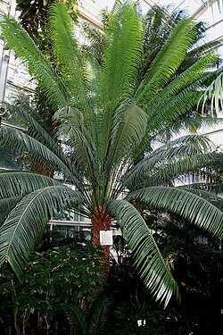 Cycas circinalis