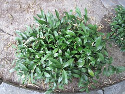 Ruscus × microglossus