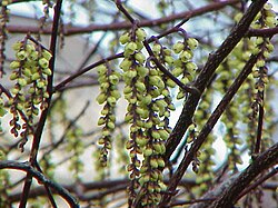 Stachyurus chinensis