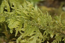 Thuidium assimile