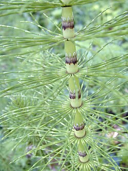 Poljska preslica (Equisetum arvense)