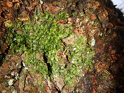 M. furcata na kori hrasta.