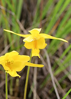 Ipsea malabarica, domovina joj je Indija