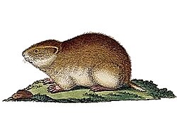 Ilustracija sibirskog leminga