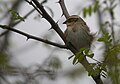 Emberiza elegans