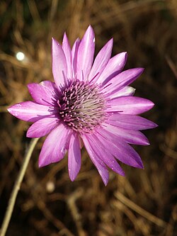 Xeranthemum annuum