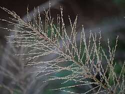 Arundinella leptochloa