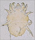 Cheyletiella parasitivorax