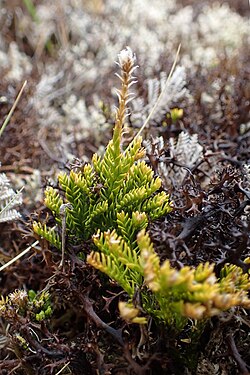 Diphasium scariosum