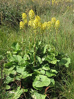 Zlatna jezičnica (Ligularia sibirica)