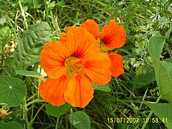 Tropaeolum majus