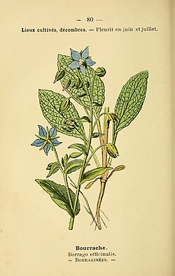 Borago officinalis