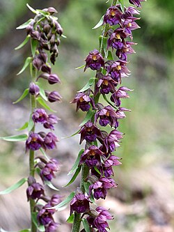 Tamnocrvena kruščika