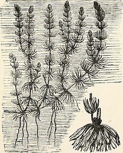 Kruta voščika, ilustracija