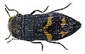 Acmaeoderella mimonti