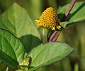Acmella paniculata