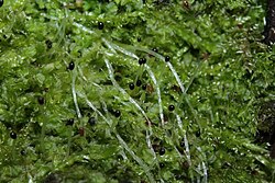 Lophocolea heterophylla