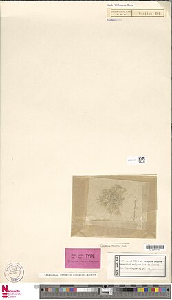 Yamadaella caenomyce