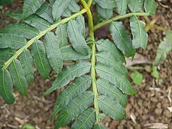 Ptisana purpurascens