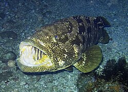 Malabus kirnja, Epinephelus malabaricus