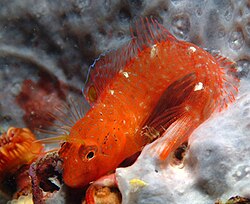 Slingurica Kolombatovićeva