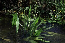 Alisma lanceolatum‎